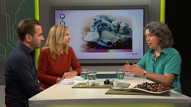 Die fantastische Welt der Pilze