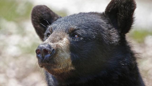 Bandelettes : danger sous la peau / Des ours et des hommes