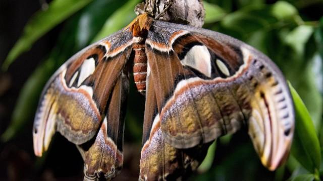 Wildes Japan (2): Die Inseln im Südwesten