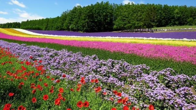 Wildes Japan (3): Hokkaido