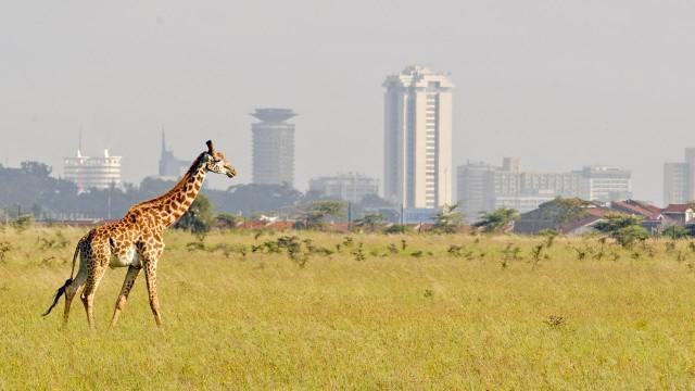Wildes Nairobi - Wo Leoparden durch Gärten schleichen