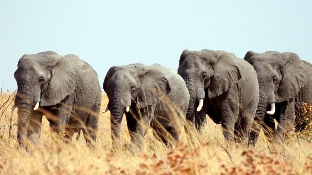 Elefanten hautnah (2): Giganten mit Gefühl