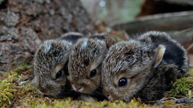 Hasenalarm - Die Welt der Langohren