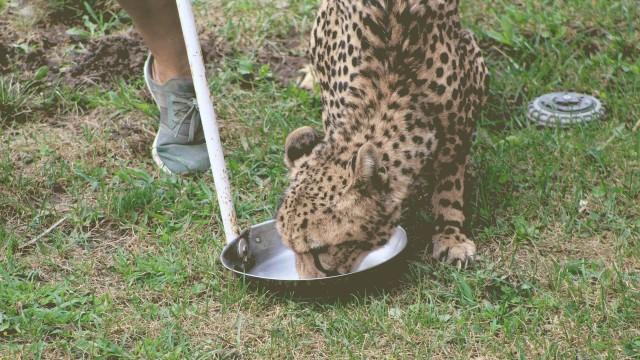 Cheetah Play Date