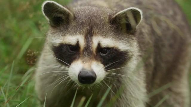 Tierisch wild im Südwesten - Eifel und Hunsrück