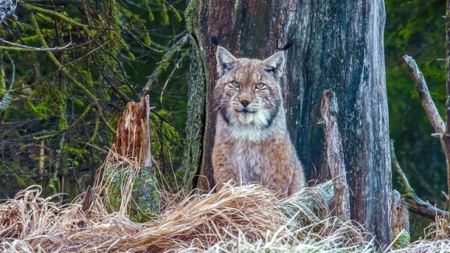 Der Wald der wilden Katzen