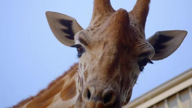Giraffe Move