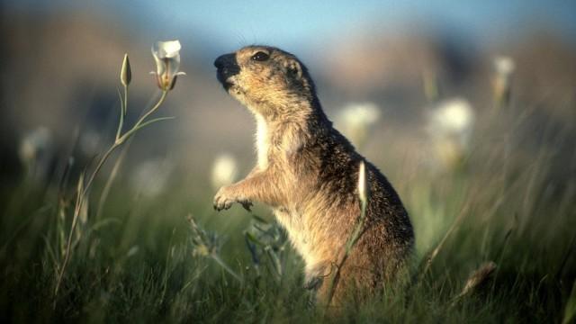 Wildnis Nordamerika - Mythos Wilder Westen