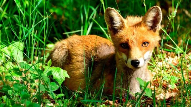 Wildes Deutschland - Die Rhön