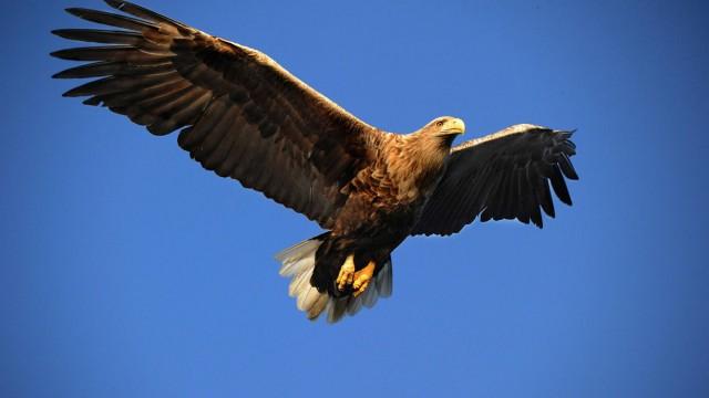Seeadler - Der Vogel Phönix