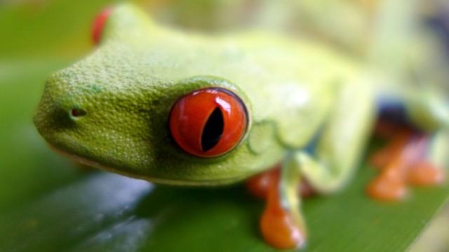Costa Rica - Das pralle Leben
