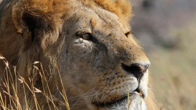 Löwen (1) - Das wahre Leben der Raubkatzen