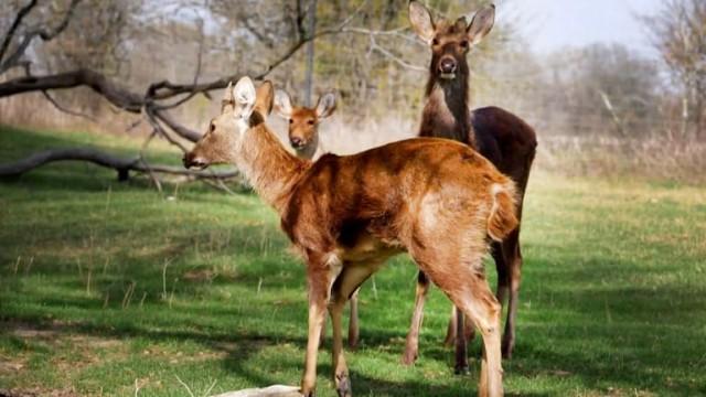 Stag Poaching