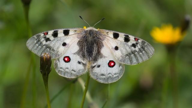 Unsere Schmetterlinge - Kinder der Sonne
