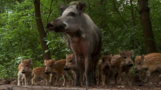 Hauptstadt der Wildschweine - Berlin