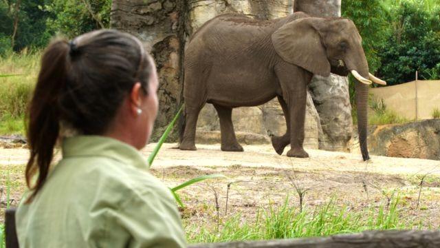 Kenya, the Gutsy Giraffe