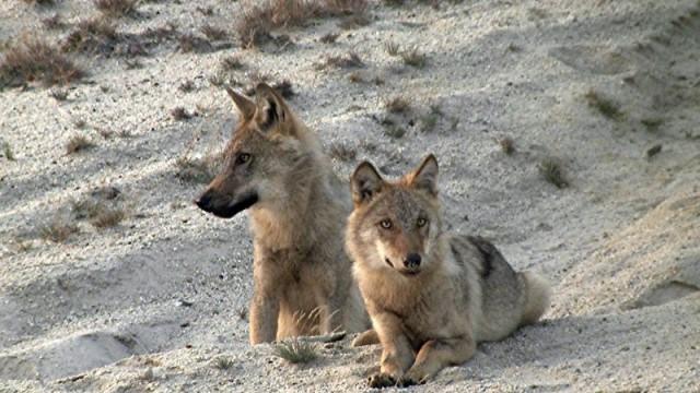 Die Rückkehr der Raubtiere