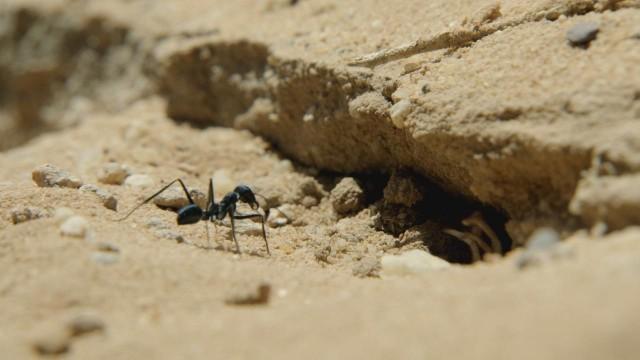 Wildes Überleben: Tierische Freaks