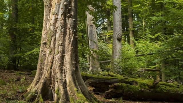 Wildes Deutschland - Spessart und Steigerwald