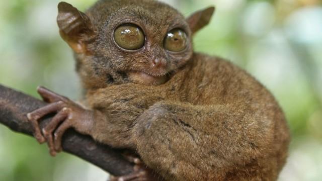 Die wilden Philippinen (3) - Der geheimnisvolle Süden