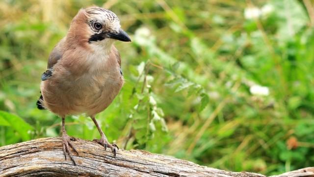 Wildes Deutschland: Die Schwäbische Alb