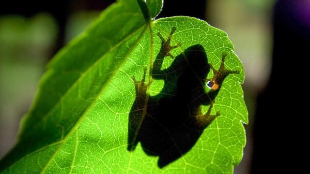 Die fabelhafte Welt der Frösche