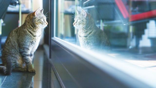 Wilde Miezen - Katzen allein unterwegs