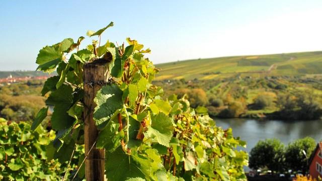 Wildes Bayern (2): Der Main von Würzburg bis Frankfurt