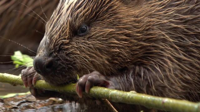 Münchens neue wilde Isar
