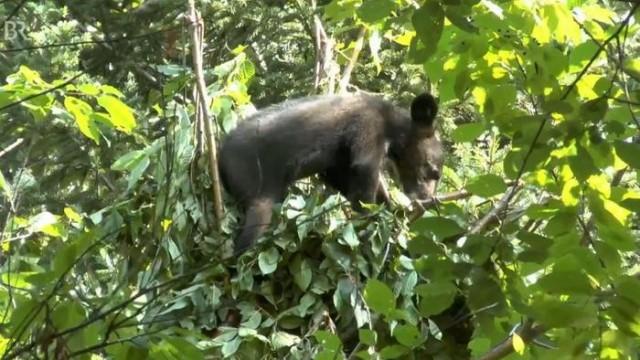 Kragenbären im Tigerwald
