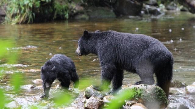 Im Regenwald der Geisterbären