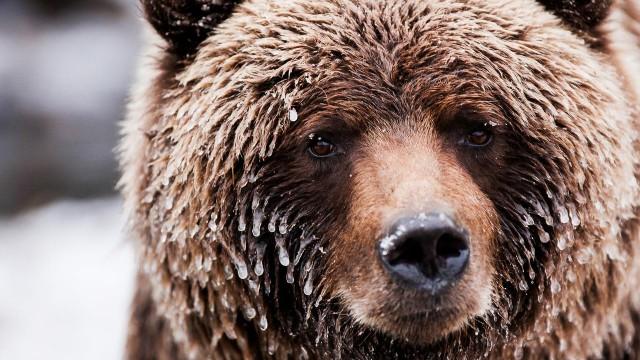 Wildes Kanada (2): Der wilde Westen