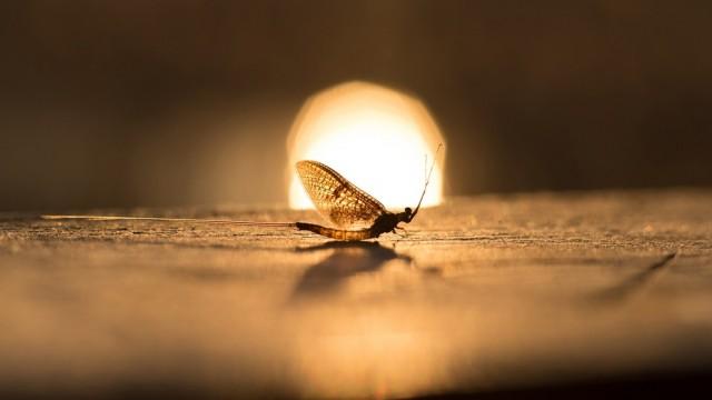 Chiemgau im Wandel - Von Hirnsteinen und Kometen