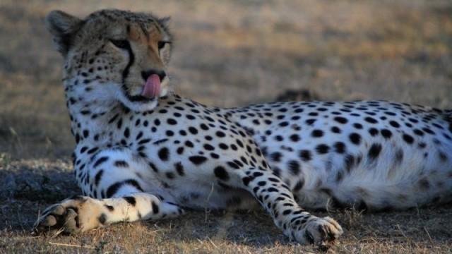 Geheime Jäger der Serengeti