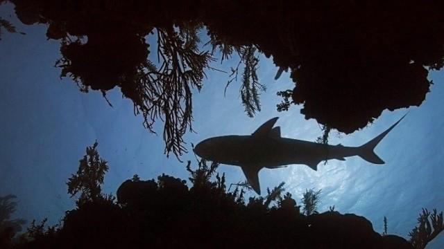 Die Karibik - Die Jäger