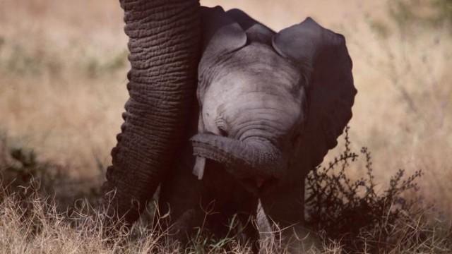 Großer Elefant - Kleiner Elefant