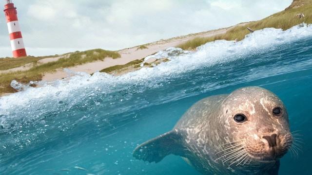 Die Nordsee - Unser Meer