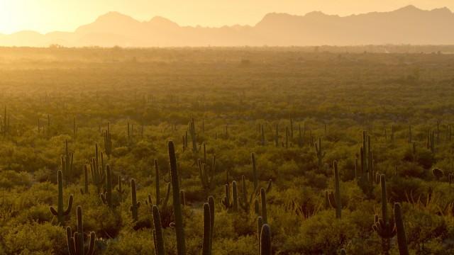 Amerikas Naturwunder - Die Saguarowüste