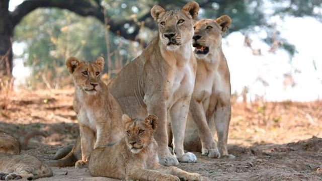 Sambia - Das Reich der Löwen