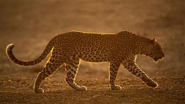 Sambia - Königreich der Leopardin