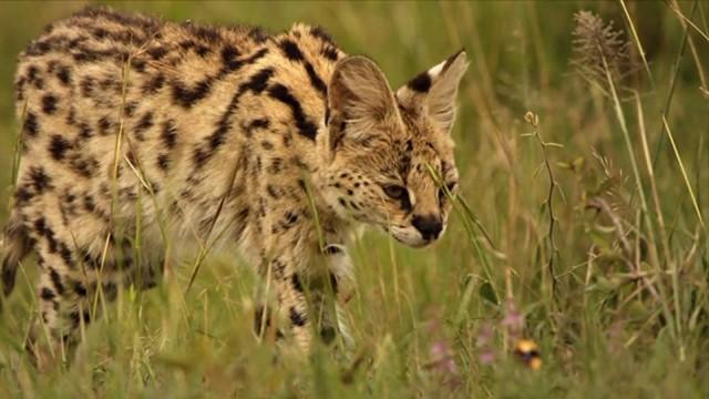 Servale – Afrikas unbekannte Katzen