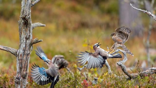 Auf Leben und Tod (6) - Der Wald