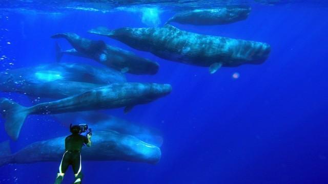 Wale - Clevere Giganten