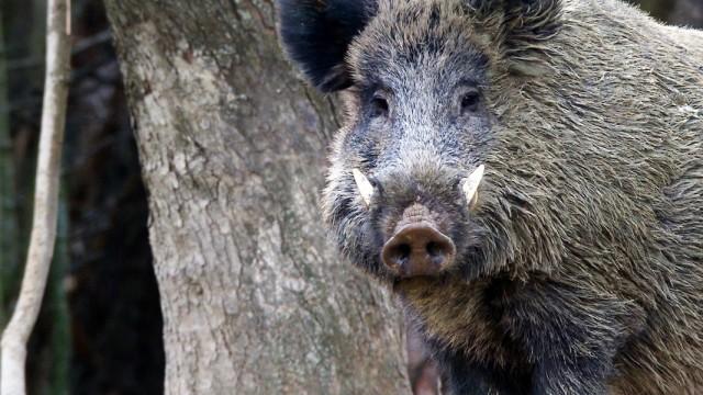 Wildschweine – Dicke Schwarte, kluger Kopf