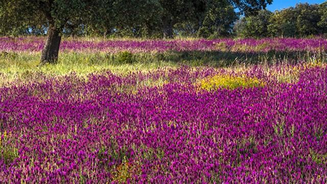 Wildes Spanien (2) - Der mediterrane Süden