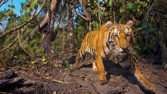 Expedition Himalaja (1): Auf der Fährte der Tiger