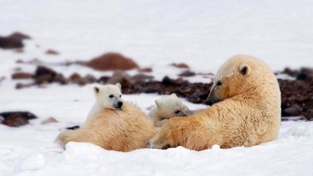 Auf Wiedersehen Eisbär! - Leben auf Spitzbergen