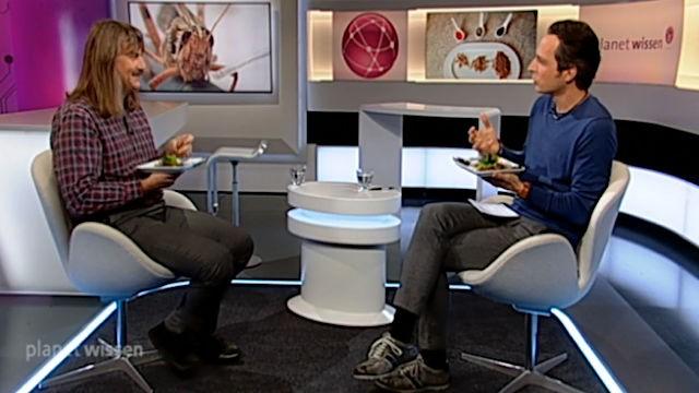 Heuschrecken – Grüne Hüpfer zwischen Faszination und Plage