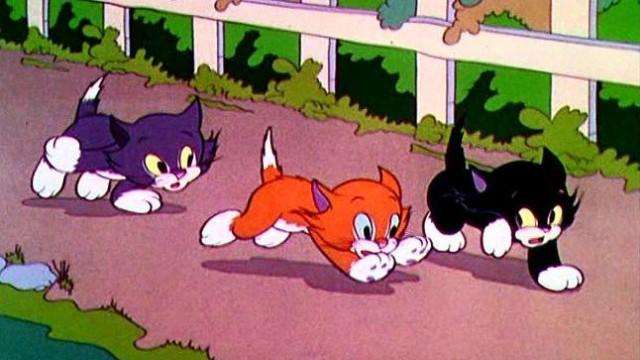 More Kittens