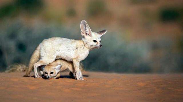Geheimnisvolles Mittelmeer (1): Von Pottwalen und Wüstenfüchsen